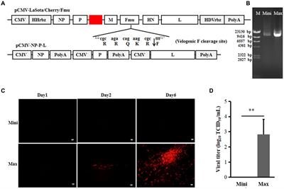 Rescuing Newcastle disease virus with tag for screening viral-host interacting proteins based on highly efficient reverse genetics